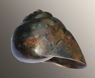 coquille - BRONZES CREUX